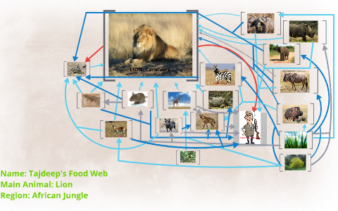 LION FOOD WEB by Jack Gultinburg