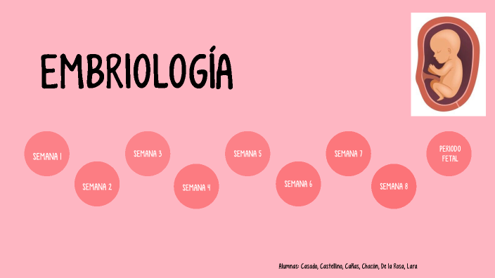 Embriología by sofia lara