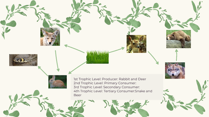 Grasslands food web by Gabriela Vazquez on Prezi Biology Diagrams