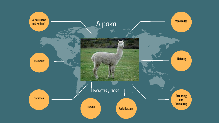 Alpaka by Raphael Mayerl on Prezi