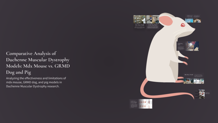 Comparative Analysis of Duchenne Muscular Dystrophy Models: Mdx Mouse ...