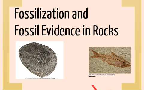 Fossilization & Fossil Evidence in Rocks by Anna Chen on Prezi