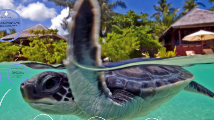 Green Sea Turtles by georgia fenton on Prezi