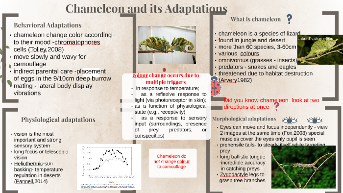 Chameleon and its adaptations by Susmita Ghimire