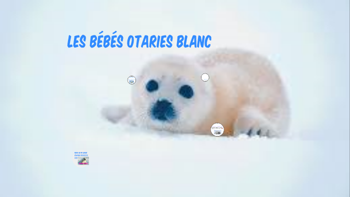 Le Bebe Otarie Blanc By Emy Lee Cyr