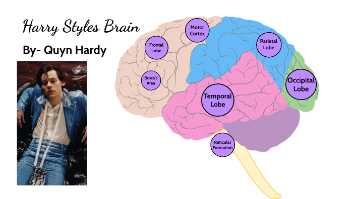 Celebrity Brain Project By Quyn Hardy On Prezi 3222