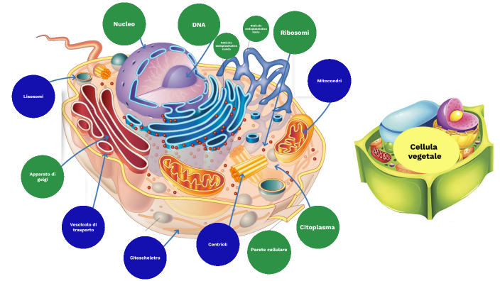 La cellula by Gaia Ferrari on Prezi