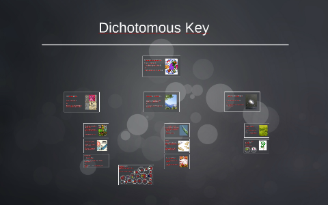 SBI3U Dichotomous Key Assignment By Tom Jeoung On Prezi