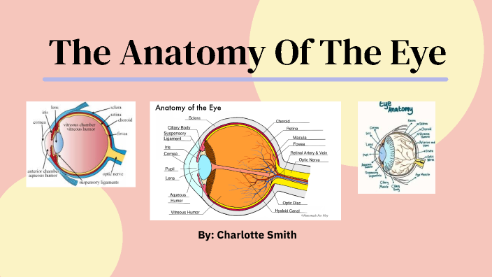 The Anatomy Of The Eye by Charlotte Smith on Prezi