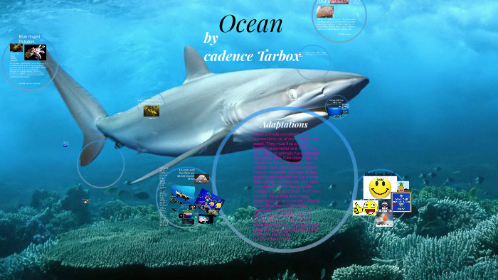 ocean by Cadence Tarbox on Prezi