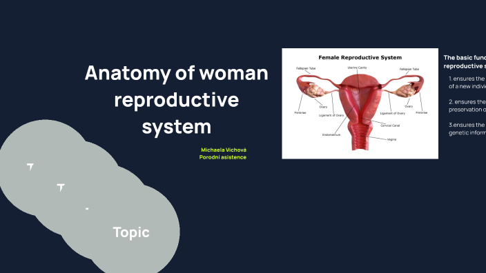 Anatomy of woman reproductive system by Michaela Víchová on Prezi