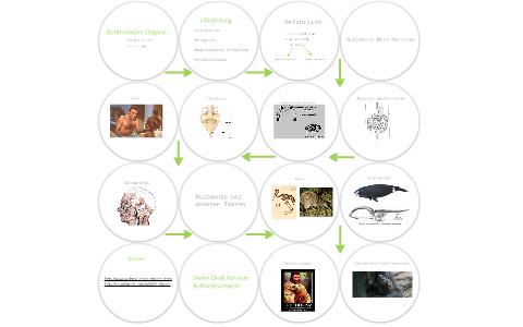 Rudimentäre Organe by nils z on Prezi