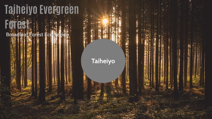 Taiheiyo Evergreen Forests by Aakansh Chatterjee on Prezi