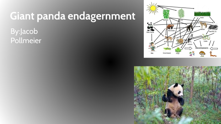 Giant Panda endangerment by Jacob Pollmeier on Prezi