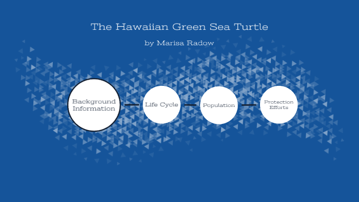 The Hawaiian Green Sea Turtle by Marisa Radow on Prezi