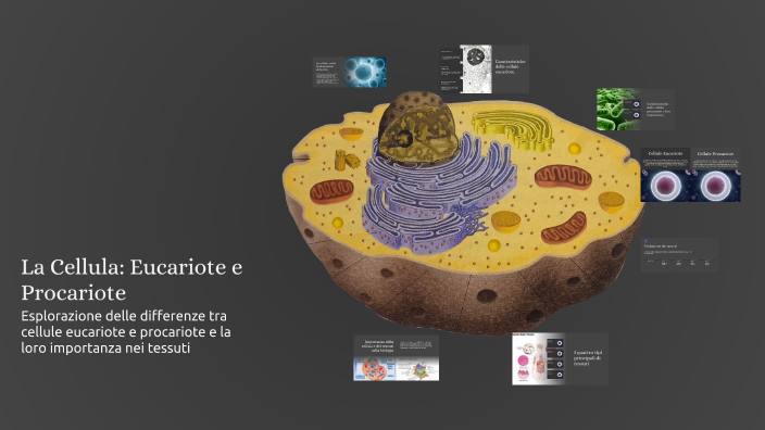 La Cellula: Eucariote e Procariote by chiara sorrentino on Prezi