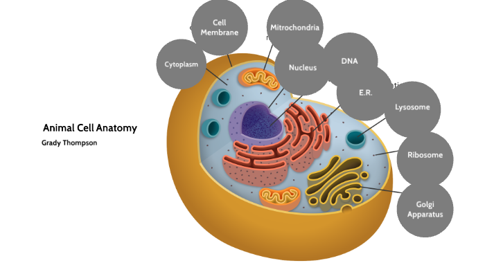 Animal Cell Anatomy by grady thompson on Prezi
