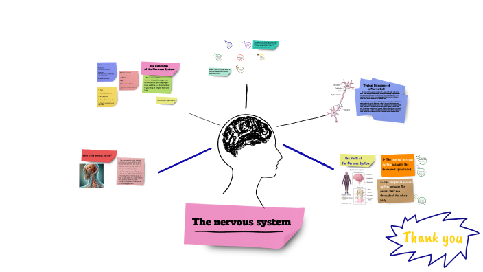 The nervous system by Mahasen Al-hasan on Prezi