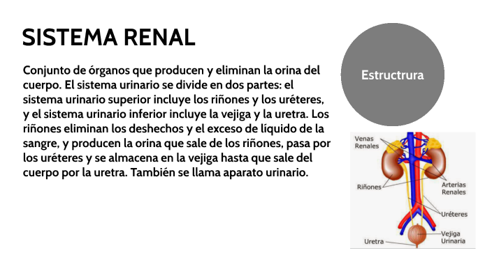 SISTEMA RENAL by Jairo Rodriguez on Prezi