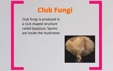 Fungi Protist Prezi By Nini Ho
