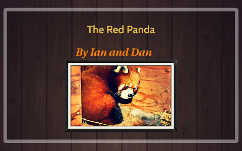 The Red Pandas Going Extinct By Ian Sampson On Prezi The Red Pandas Going Extinct By Ian Sampson On Prezi