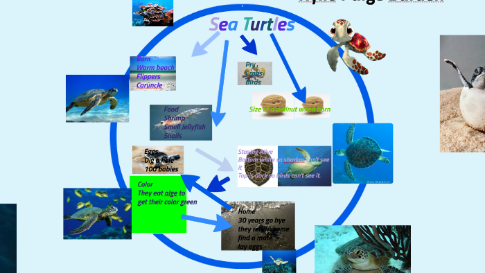 Sea Turtles by Rylie Barden on Prezi