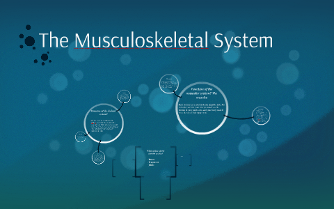 The Musculosketetal system by Emily Putman