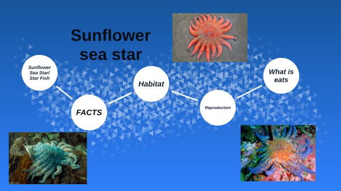 Sunflower Sea Star