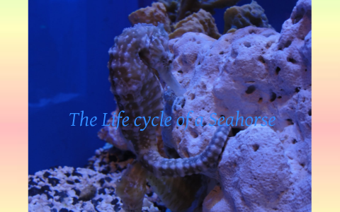The Life Cycle of a Seahorse by Hannah on Prezi