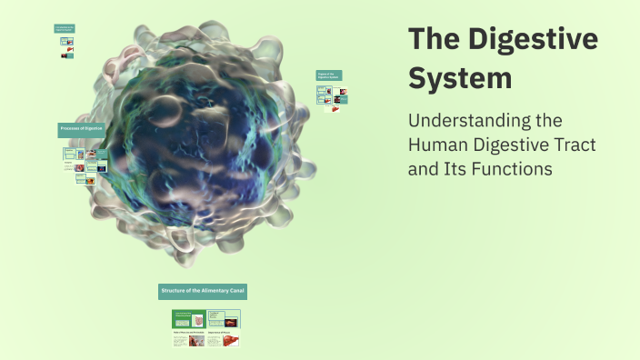 The Digestive System by MARTIN DAMZI on Prezi