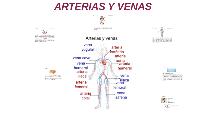 Arterias Y Venas By Vicente Martinez On Prezi 6549