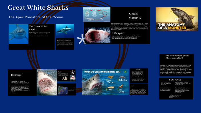 Great White Sharks By Tobias Hauck On Prezi