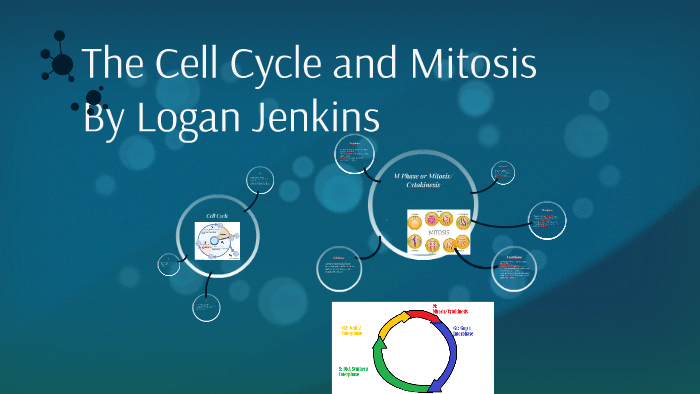 The Cell Cycle and Mitosis by Legend Past on Prezi