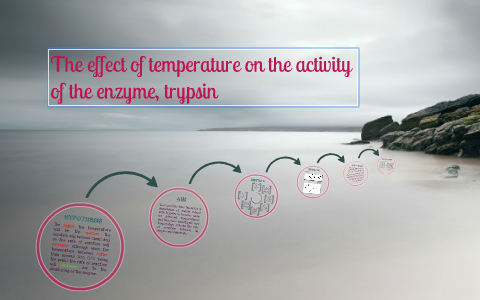 The effect of temperature on enzyme activity by Molly B on Prezi