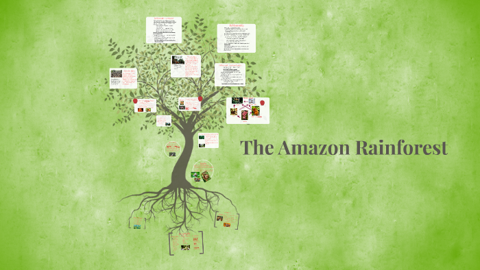 The Amazon Rainforest by Kate A on Prezi