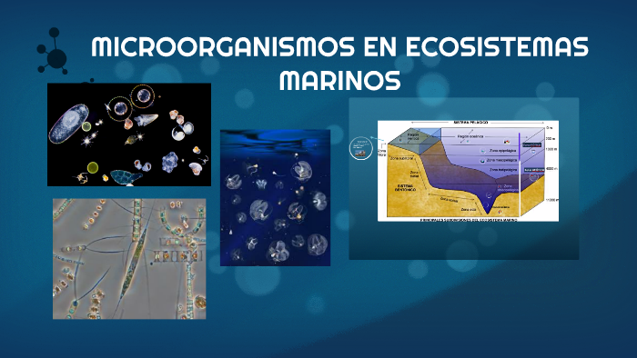 MICROORGANISMOS EN ECOSISTEMAS MARINOS by Dayana Togan on Prezi