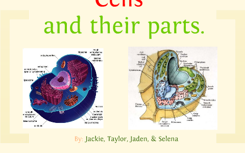 Life Science: Cells by Jackie Jimenez on Prezi