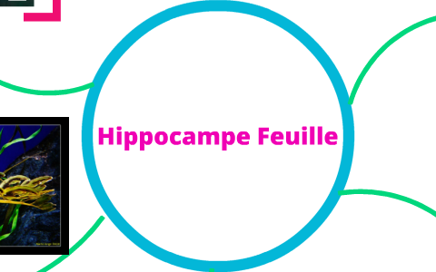 L Hippocampe Feuille By Cool Lol