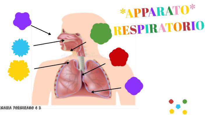 APPARATO RESPIRATORIO by Maria Formisano on Prezi