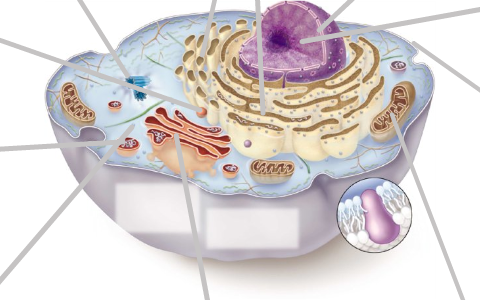 Cell Analogy Project by Alyssa Matarazzo on Prezi