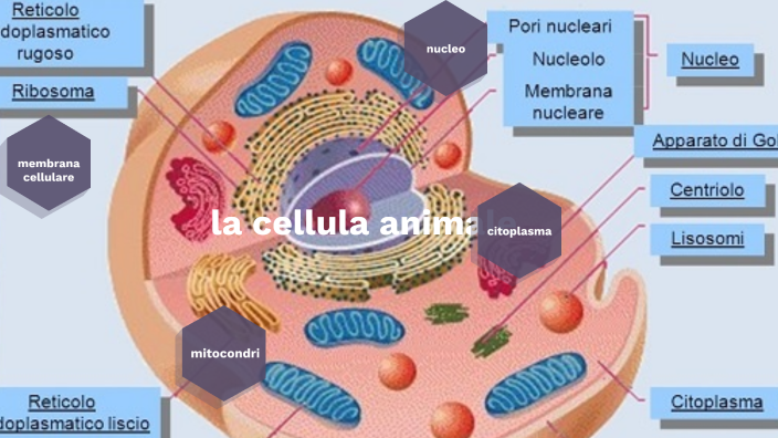 la cellula animale by STEFANIA ZANOTTI on Prezi