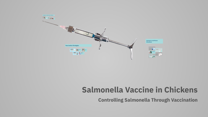 Salmonella Vaccine in Chickens by Youssra Nassar on Prezi