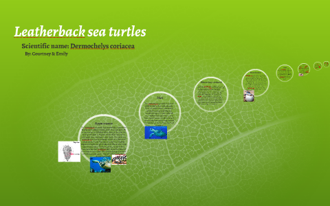 Leatherback sea turtles by Kirsten Beemer on Prezi