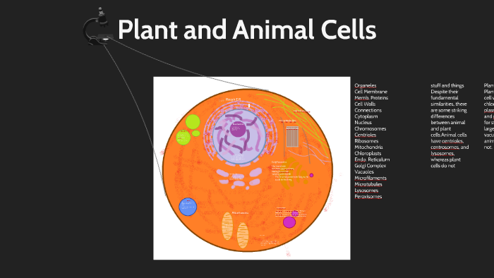 Plant and Animal Cells by Bryan Tejeda on Prezi