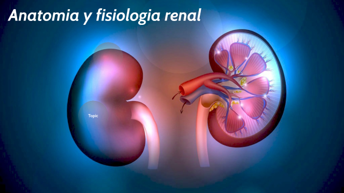 función renal by myriam sonny on Prezi