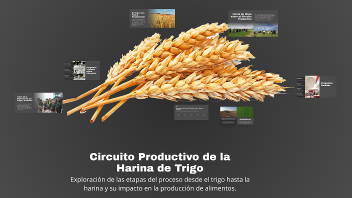 Circuito Productivo de la Harina de Trigo by vanesa chaile on Prezi