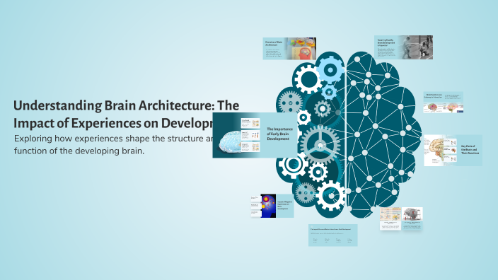 Understanding Brain Architecture: The Impact of Experiences on ...