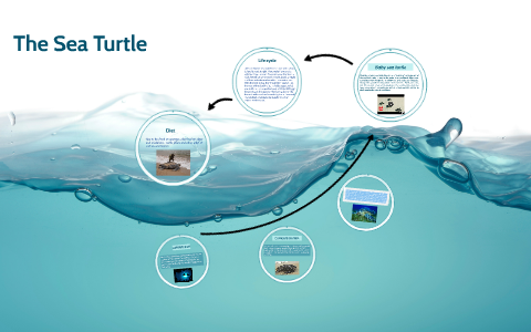 The Sea Turtle by Angelica Alvarez on Prezi
