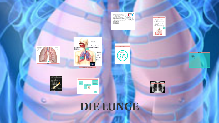 Die Lunge - Eine Einführung By Sebastian Rinnerthaler On Prezi