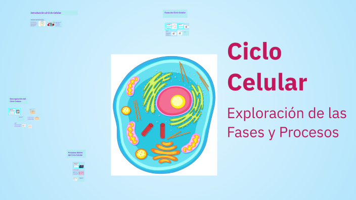 Ciclo Celular by Elena Gonzalez on Prezi
